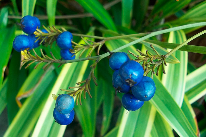 Frutos de Dianella tasmanica