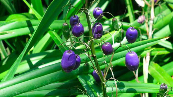 Frutos de Dianella tasmanica