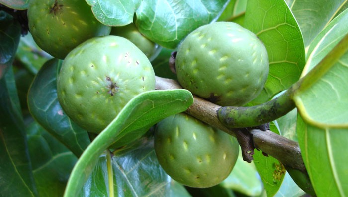 Frutos del Ficus lyrata