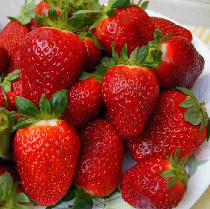 frutos de fresas