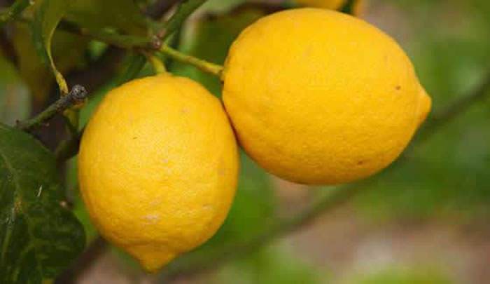 frutos de limones