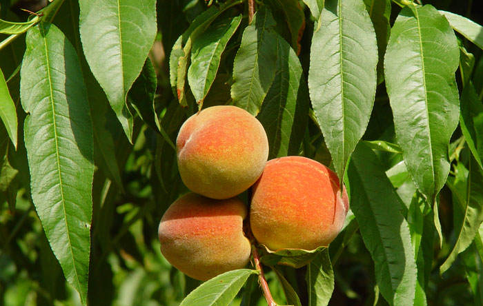 Frutos de melocotonero