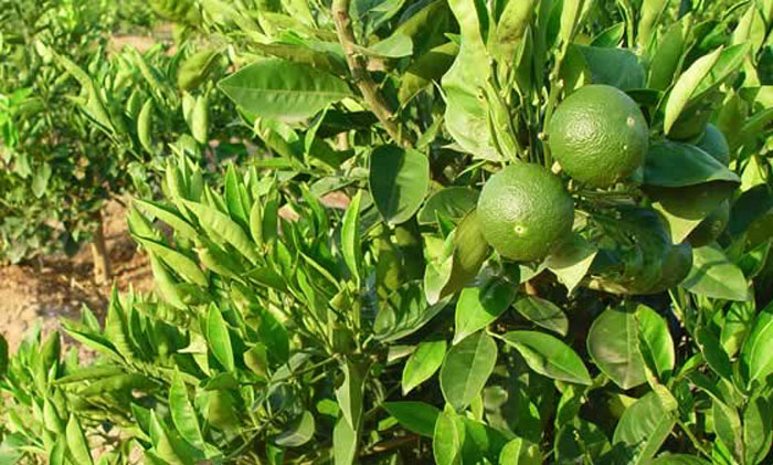 Frutos de naranjas verdes