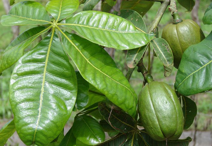 Frutos de Pachira aquatica