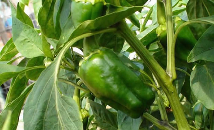 Planta de pimiento