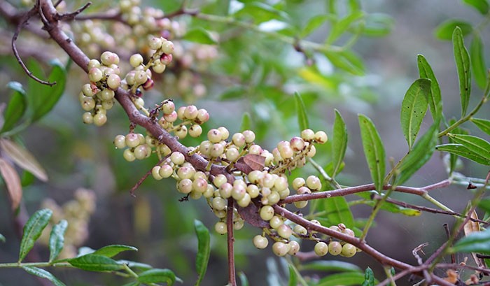 Frutos de Pistacea lentiscus