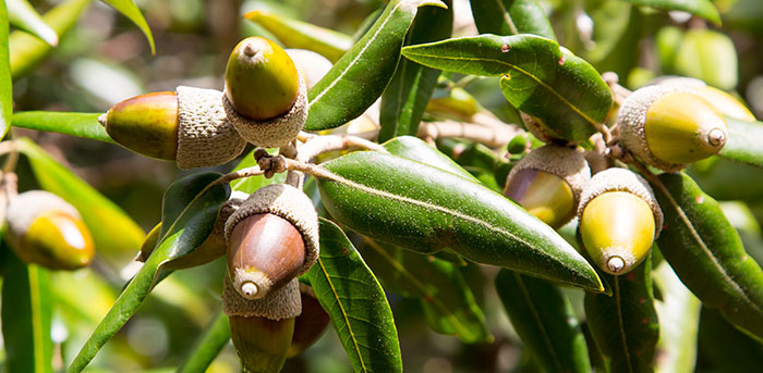 Frutos de Quercus ilex