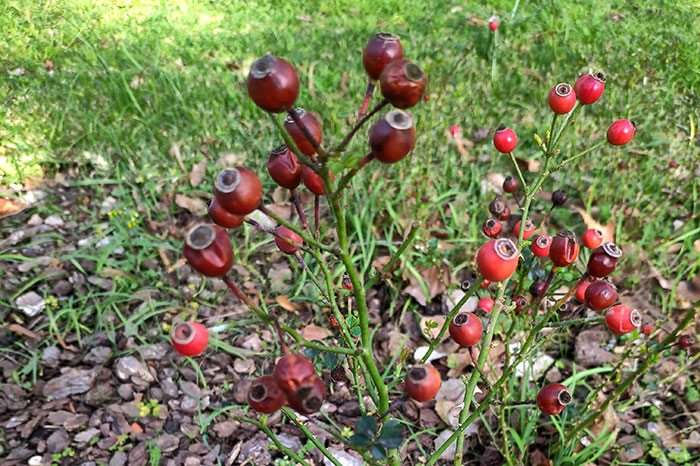 Frutos de rosal