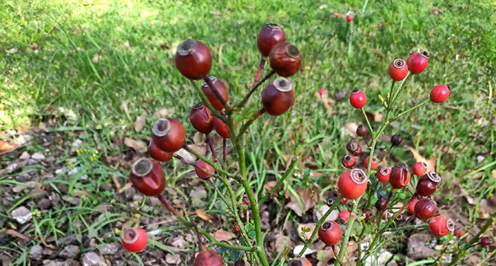 Frutos de rosal