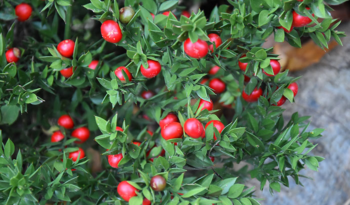 Frutos de Ruscus aculeatus