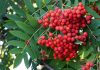 Sorbus aucuparia