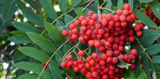 Sorbus aucuparia