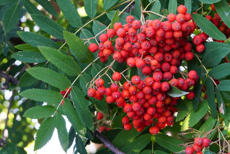 Sorbus aucuparia