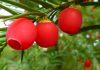 Frutos de Taxus baccata
