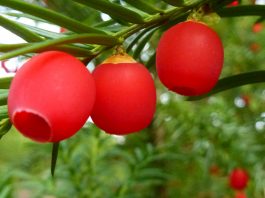 Frutos de Taxus baccata