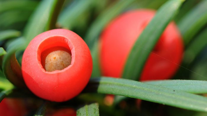 Frutos de Taxus baccata