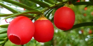 Frutos de Taxus baccata