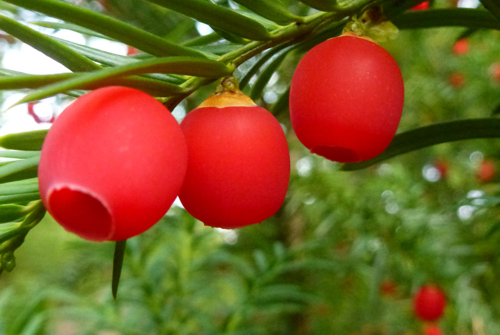 Frutos de Taxus baccata