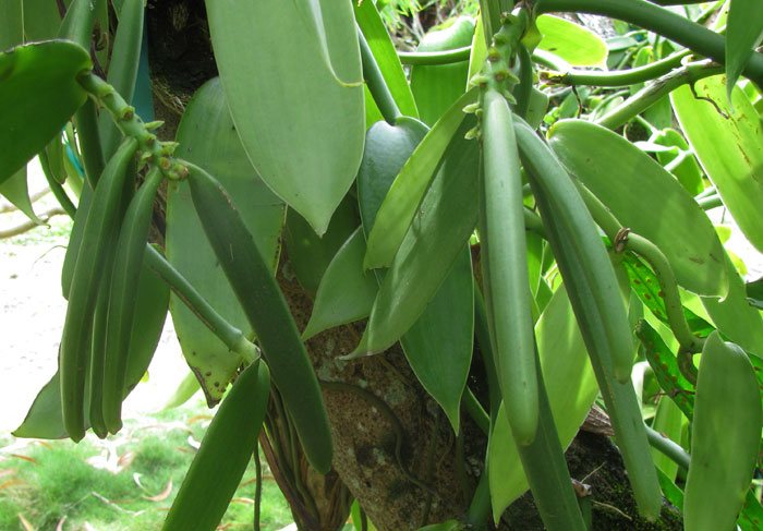 Vanilla planifolia