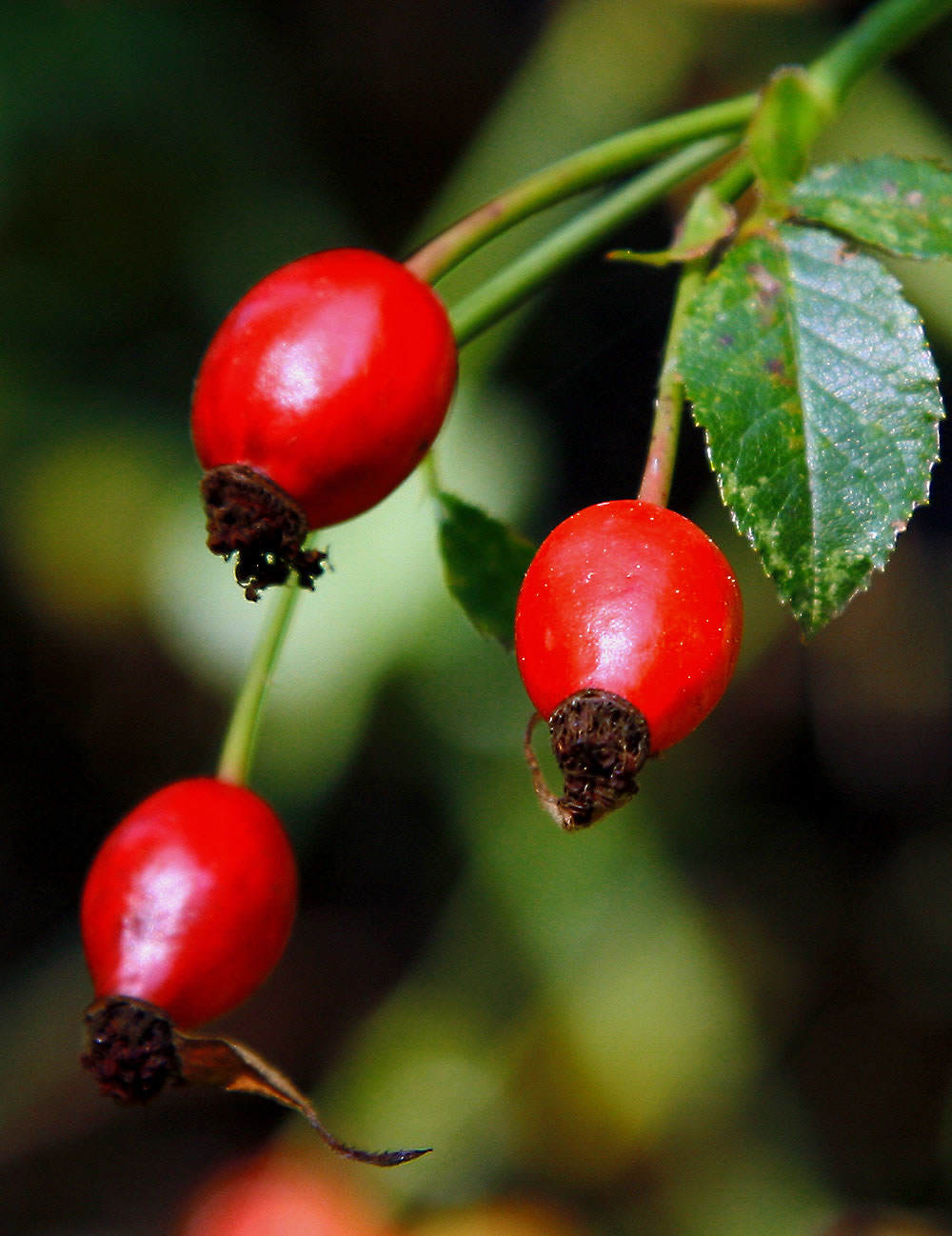 frutos escaramujo