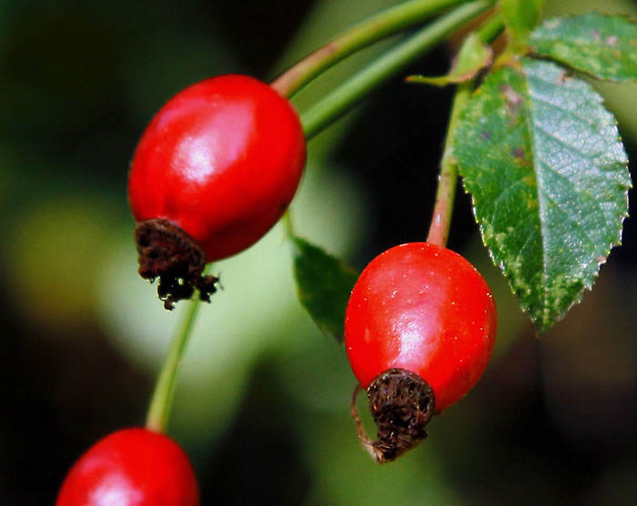 Rosa canina