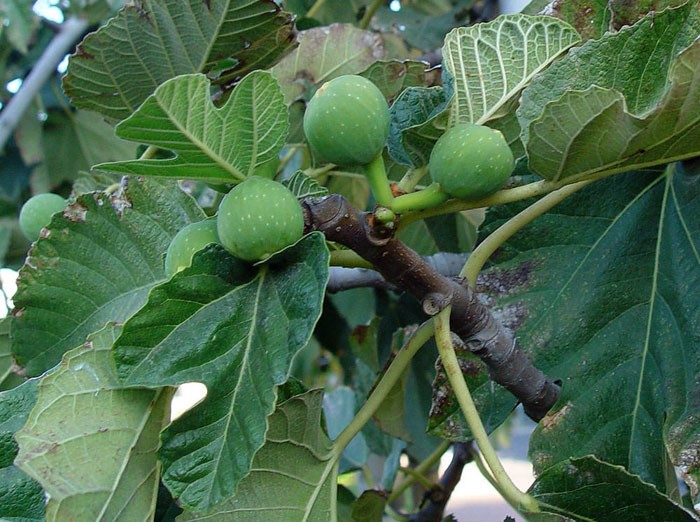 Frutos de Ficus carica