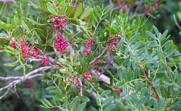 Frutos maduros de Pistacea lentiscus