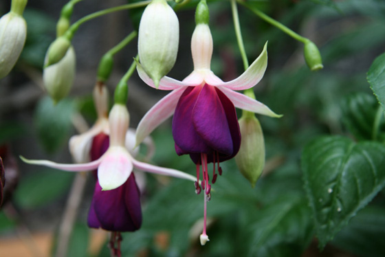 Pendientes of the queen