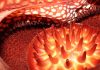 Macro de la flor de Rafflesia arnoldii