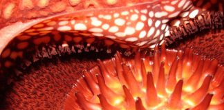 Macro de la flor de Rafflesia arnoldii