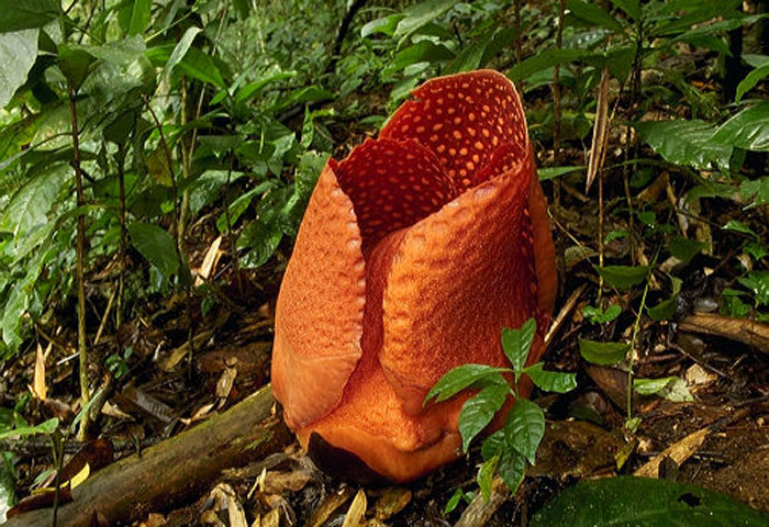 Flor de Raflesia aenoldii abriendo