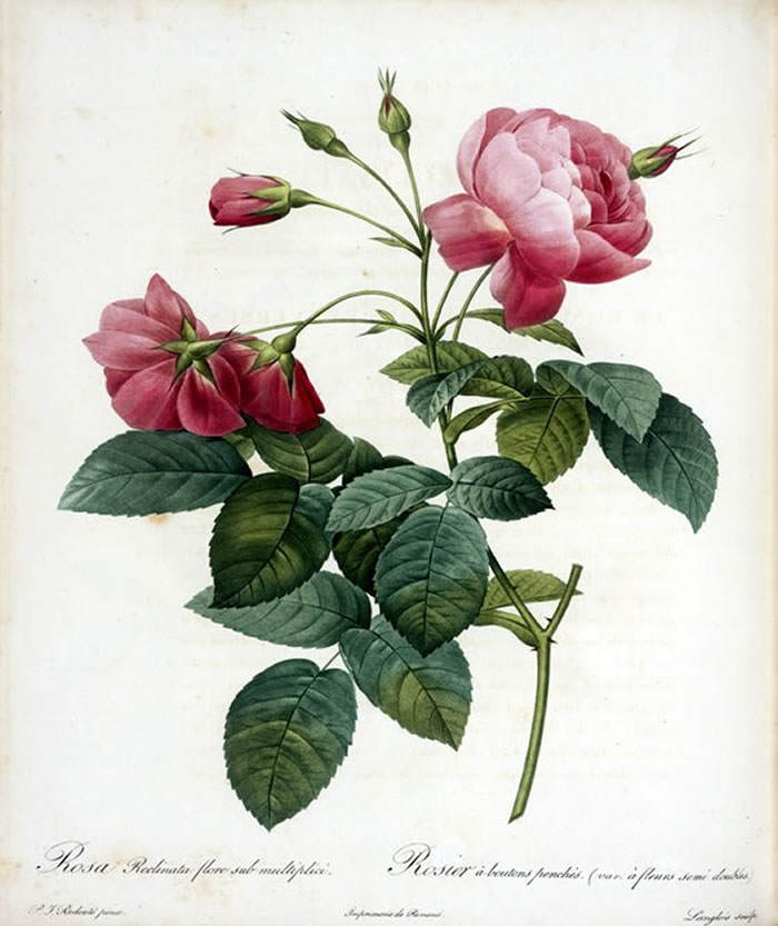 Las rosas de Pierre-Joseph Redouté