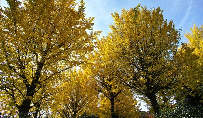 Ginkgo biloba