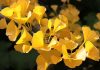 Ginkgo biloba