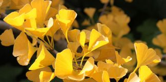 Ginkgo biloba