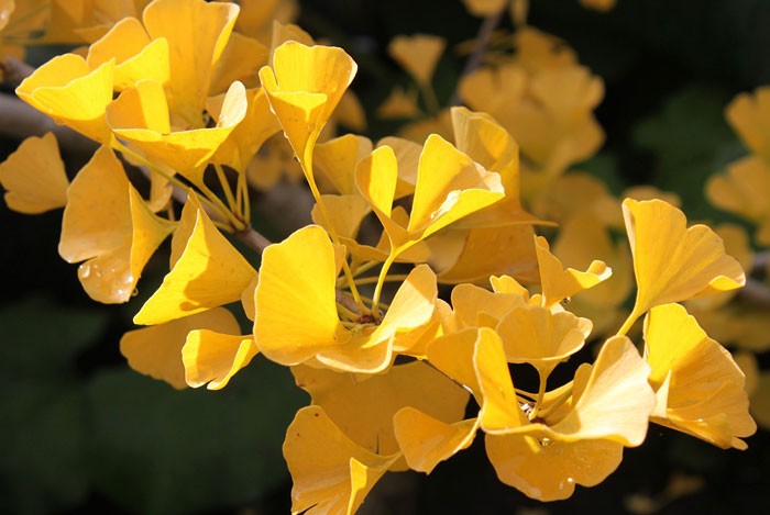 Ginkgo biloba