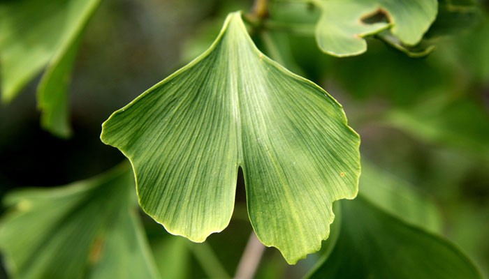 Ginkgo biloba