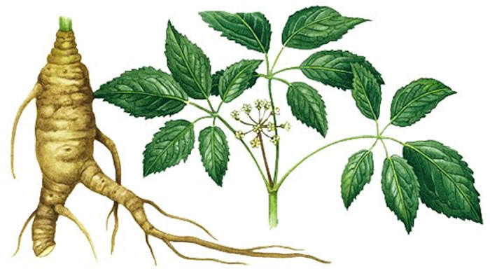 Ginseng