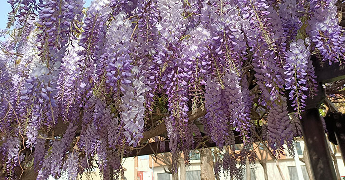 Glicinias en flor