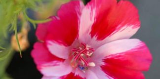Godetia