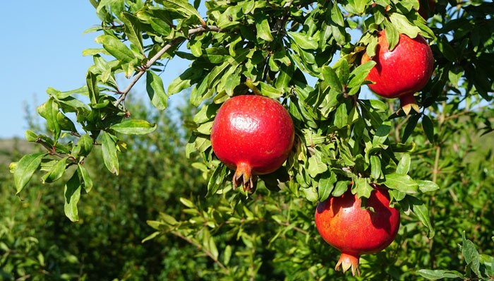 Agronutrición en cultivos menores