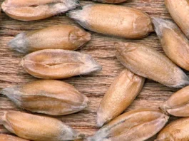 Granos de Triticum spelta