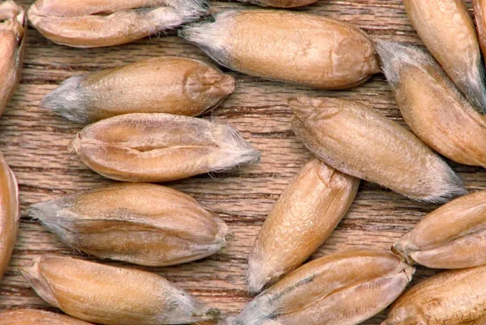 Granos de Triticum spelta