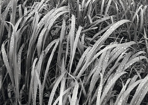 Ansel Adams