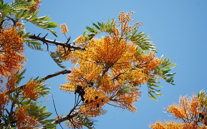 Grevillea robusta