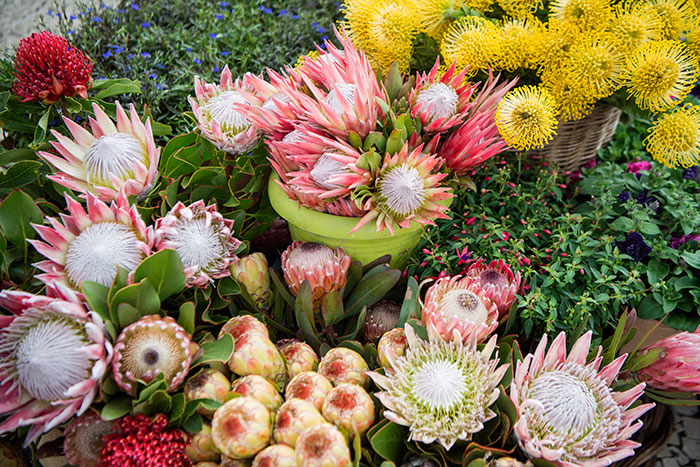 Grupo de flores de Proteas