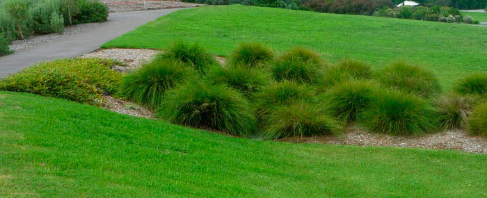 Plantas de Lomandra longifolia en el jardín