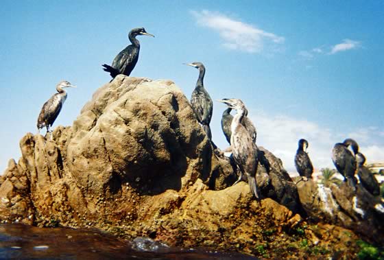 El Guano es producido por las aver marítimas