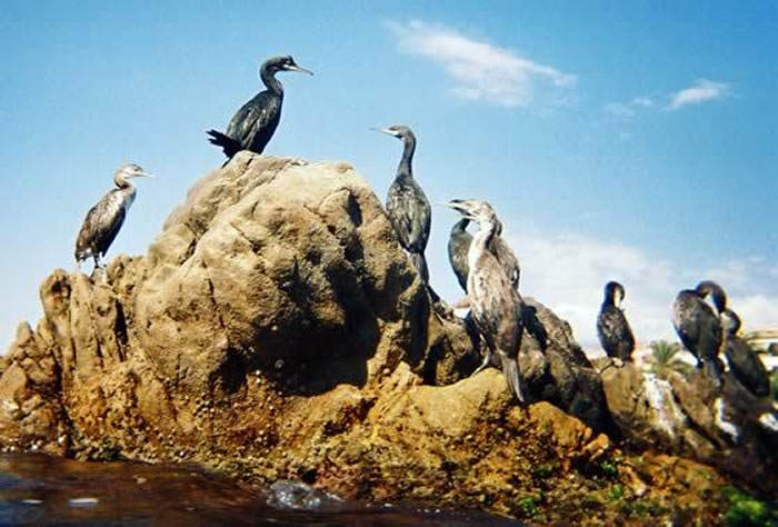 Guano organico Guano organico