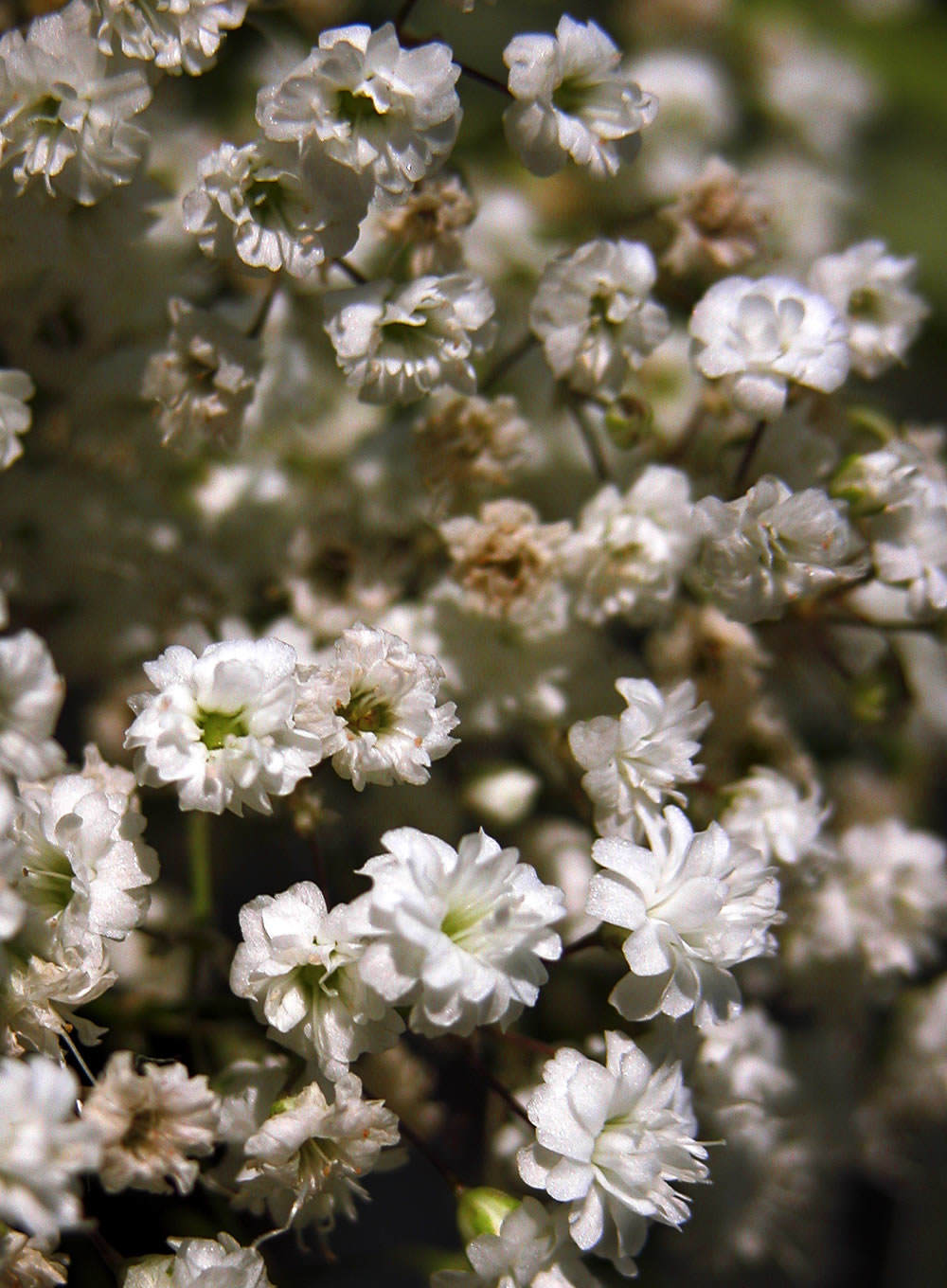 Gypsophila paniculata